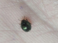 Lamprobyrrhulus nitidus