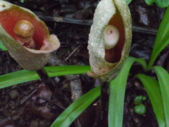 Amorphophallus commutatus