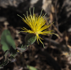 Klasea cerinthifolia