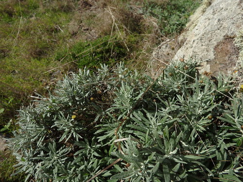 Phagnalon saxatile subsp. saxatile image