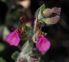 Teucrium divaricatum