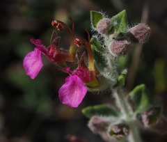 Teucrium divaricatum
