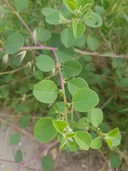 Capparis zoharyi