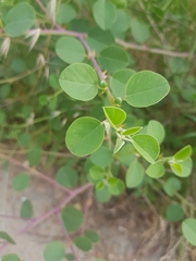 Capparis zoharyi