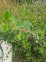 Capparis zoharyi