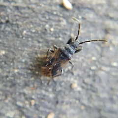 Taphropeltus contractus