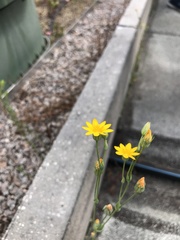 Blackstonia perfoliata