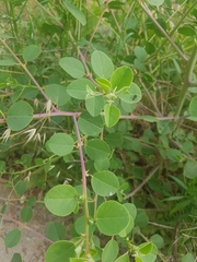 Capparis zoharyi