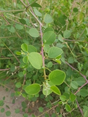 Capparis zoharyi