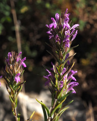 Thymbra spicata