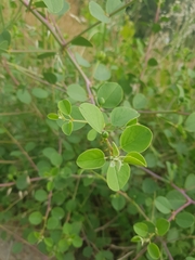 Capparis zoharyi