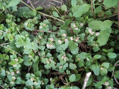 Nanocnide lobata