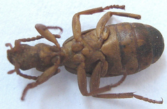 Crepidogaster