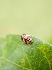 Psyllobora bicongregata