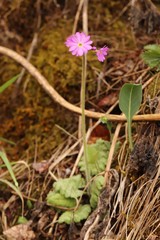 Primula cortusoides