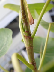 Trichomyrmex destructor