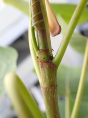 Trichomyrmex destructor