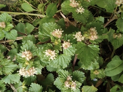 Nanocnide lobata