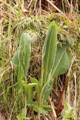 Ligularia glauca