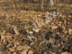 Parasenecio hastatus