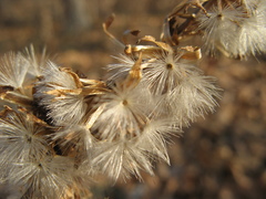 Parasenecio hastatus