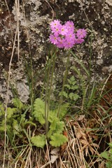 Primula cortusoides