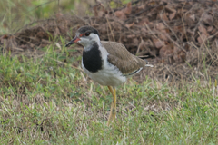Vanellus indicus