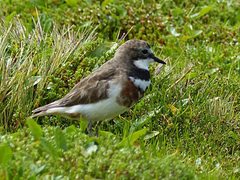 Charadrius bicinctus exilis