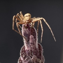 Philodromus