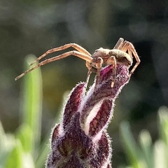 Philodromus