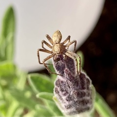 Philodromus