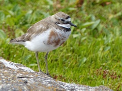 Charadrius bicinctus exilis