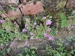 Corydalis edulis