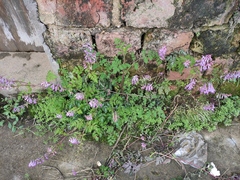 Corydalis edulis
