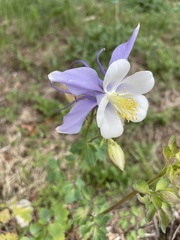Aquilegia saximontana