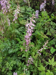 Corydalis edulis