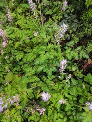 Corydalis edulis
