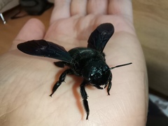 Xylocopa valga