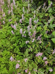 Corydalis edulis