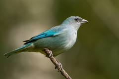 Thraupis cyanoptera
