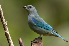 Thraupis cyanoptera
