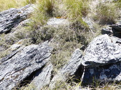 Coprosma cheesemanii