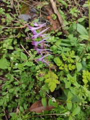 Corydalis edulis