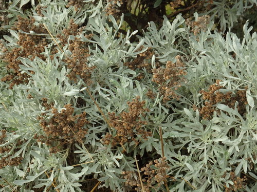 Image of Madeiran Wormwood (Artemisia argentea) by (c) Duarte Frade, some rights reserved (CC BY)