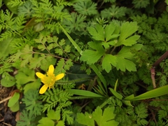 Ranunculus sieboldii