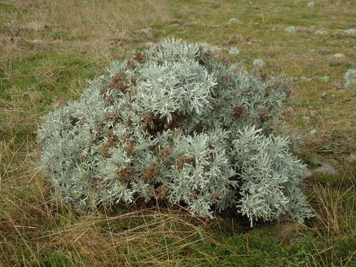 Image of Madeiran Wormwood (Artemisia argentea) by (c) Duarte Frade, some rights reserved (CC BY)