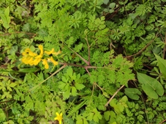 Corydalis pallida