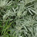 Artemisia argentea - Photo (c) Duarte Frade,  זכויות יוצרים חלקיות (CC BY), הועלה על ידי Duarte Frade