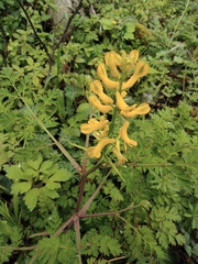 Corydalis pallida
