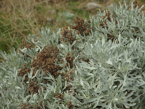 Image of Artemisia argentea by (c) Duarte Frade, some rights reserved (CC BY)